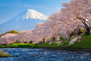 Mt Fuji and Cherry Blossom